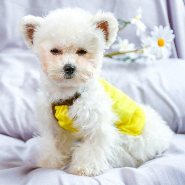 Майка для собак PetCircle "Ромашка" жовтий -
Фото 5 Майка для собак PetCircle "Ромашка" жовтий -
Фото 5
