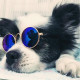 Очки для собак и кошек Multibrand ОРАНЖЕВЫЕ в золотой оправе -
                                                        Фото 2