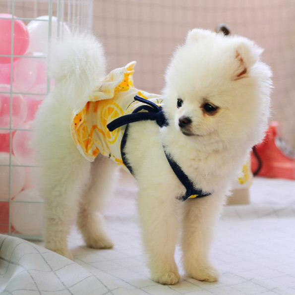 Сукня для собак PetCircle "Лимончики" біла -
                                                        Фото 4