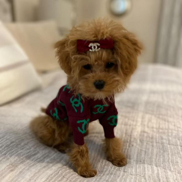Брендовий светр для собак CHANEL із зеленими значками, бордовий -
                                                        Фото 3