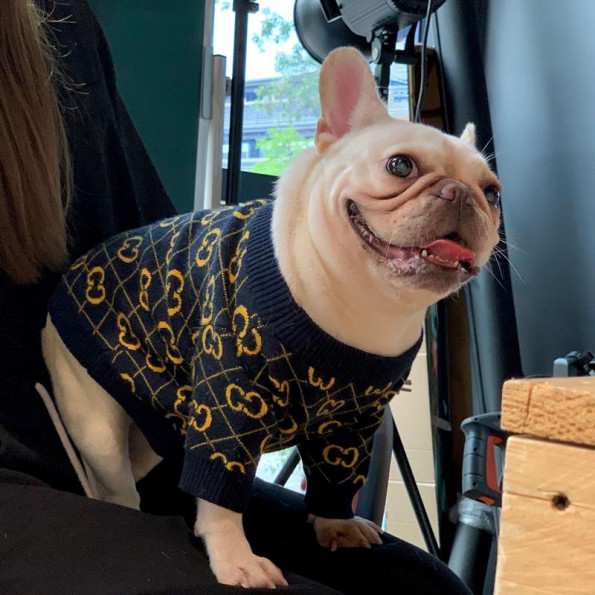 Брендовий светр для собак GUCCI із золотими значками бренду, синій -
                                                        Фото 3