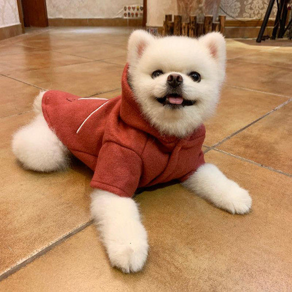 Толстовка для собак PetCircle "Monday " -
                                                        Фото 5