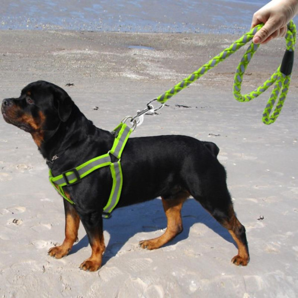 Шлея для собак нейлонова зі світловідбиваючими смугами, з повідцем круглим, салатова  -
                                                        Фото 2