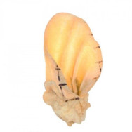 Натуральні сушені ласощі для собак ВУХО СВИНЯЧЕ кальценоване 