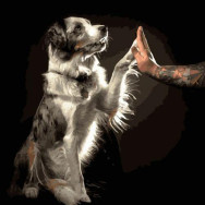 Живопис за номерами 