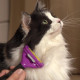 Фурминатор з кнопкою для котів з довгою шерстю Розмір L (66 мм ширина леза) -
                                                        Фото 2